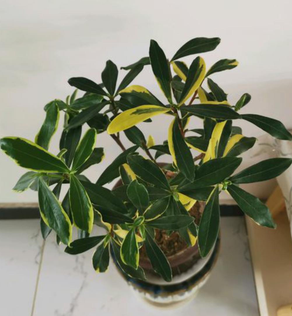 三种花秋凉了要“苏醒”，做好秋季养护，早早孕蕾开花