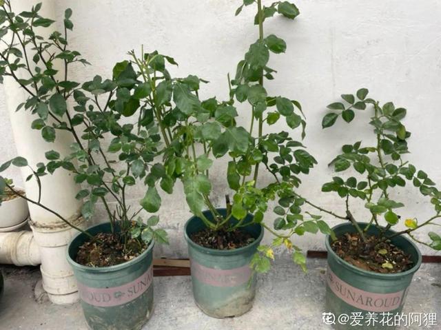 酒瓶子别扔，拿来种多肉，时髦又省钱