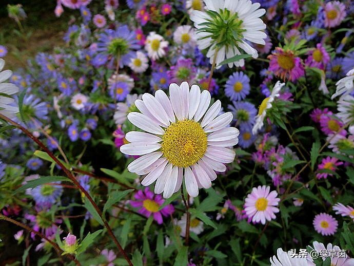象征着藏族文化的花朵—格桑花，寄托了藏族人民的美好情感