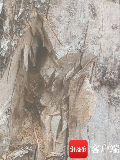 这么大这么美的木棉树咋枯死了？乐东林业部门：病害及人为导致死亡 将加大巡查力度