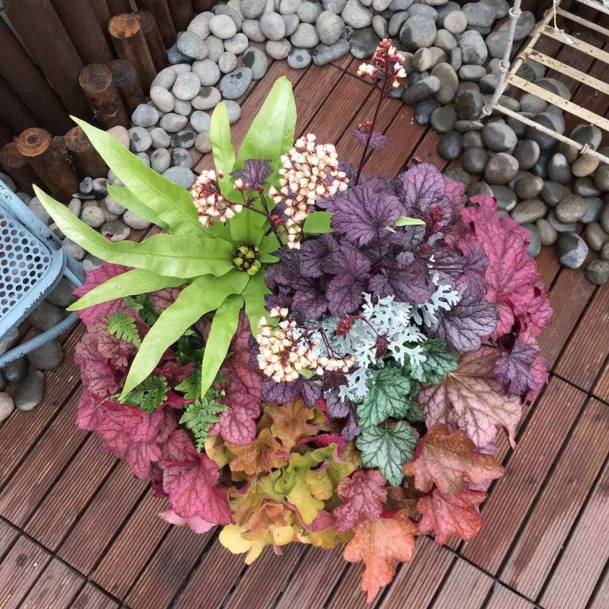 这3种花贼耐寒，2个月后就能开花，不用担心冬天没有花赏了