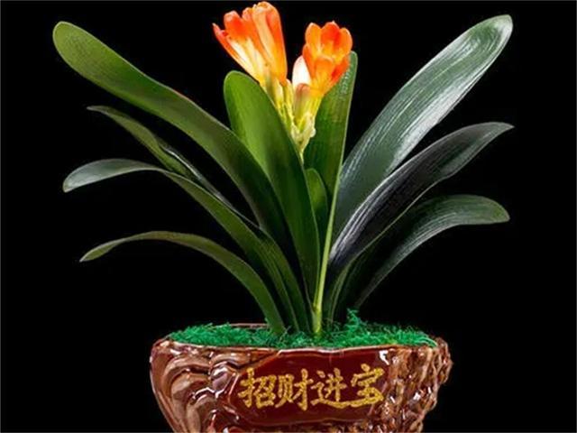 君子兰如何养得叶大油绿，关键是要这样做，还能开出大花箭