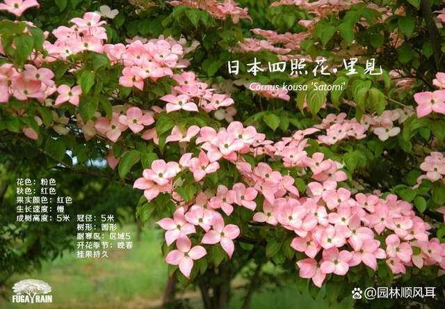 警惕四种假苗：日本雪铃树，日本四照花，英格兰山楂，欧洲鹅耳枥