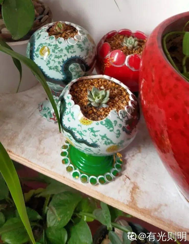 过年的酒瓶子，千万别人，切2刀做花盆，好看又省钱