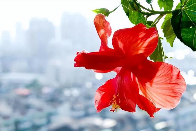 8种花一年四季不断地开，开花开到让你厌烦，养过一次再也不养了