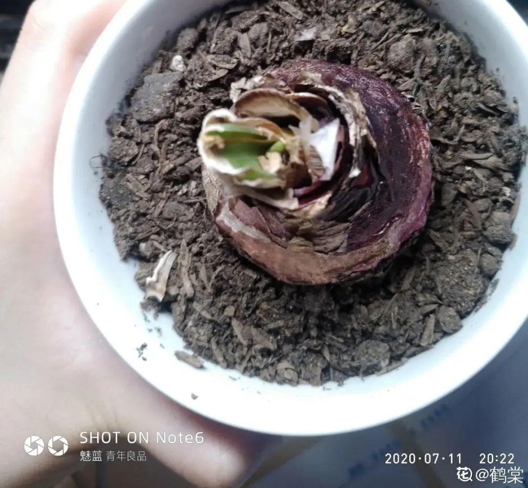 蝴蝶兰开花不是一次性，花后剪一剪，还能继续开花