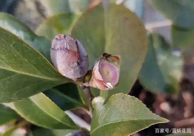 茶花为什么花蕾没开就枯萎了？做好这5点管理，年年花开满枝