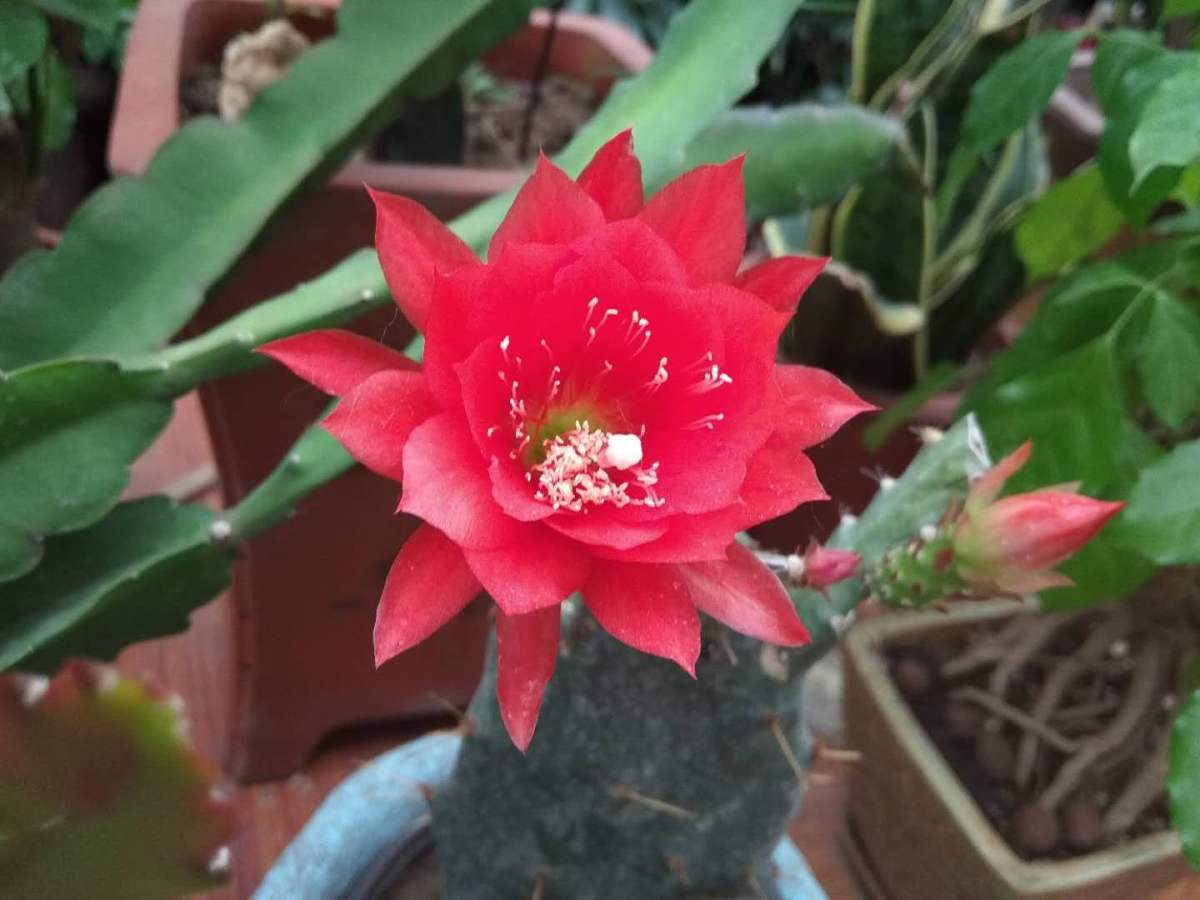 养护令箭荷花，做好这3点，开出一片“荷花海”