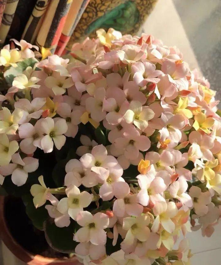 1种长寿花，能开3个颜色，花期还能上百天