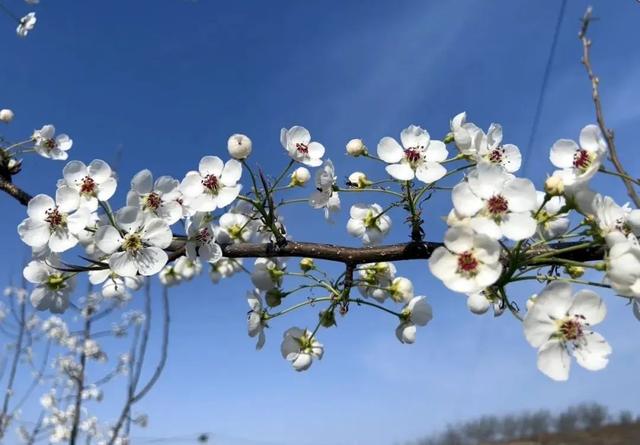 石楼：百花盛开 春意盎然