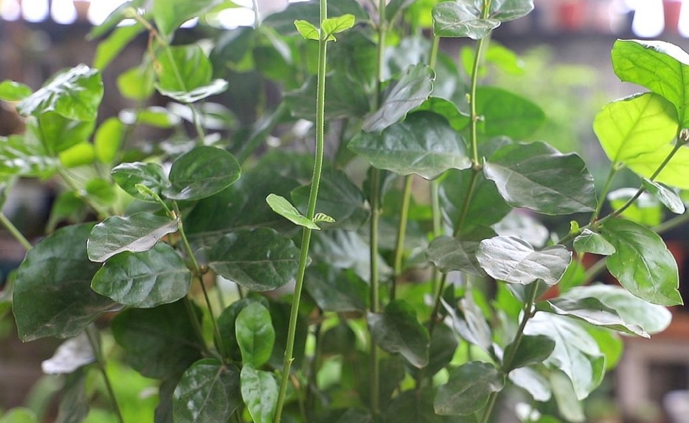 春天茉莉如何养护，植株才能长势旺盛，花期大量开花