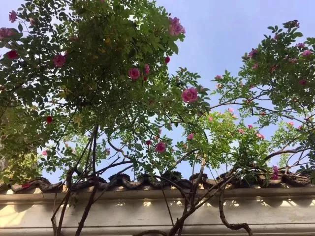 明清私家园林植物配置对现代园林绿化空间营造影响