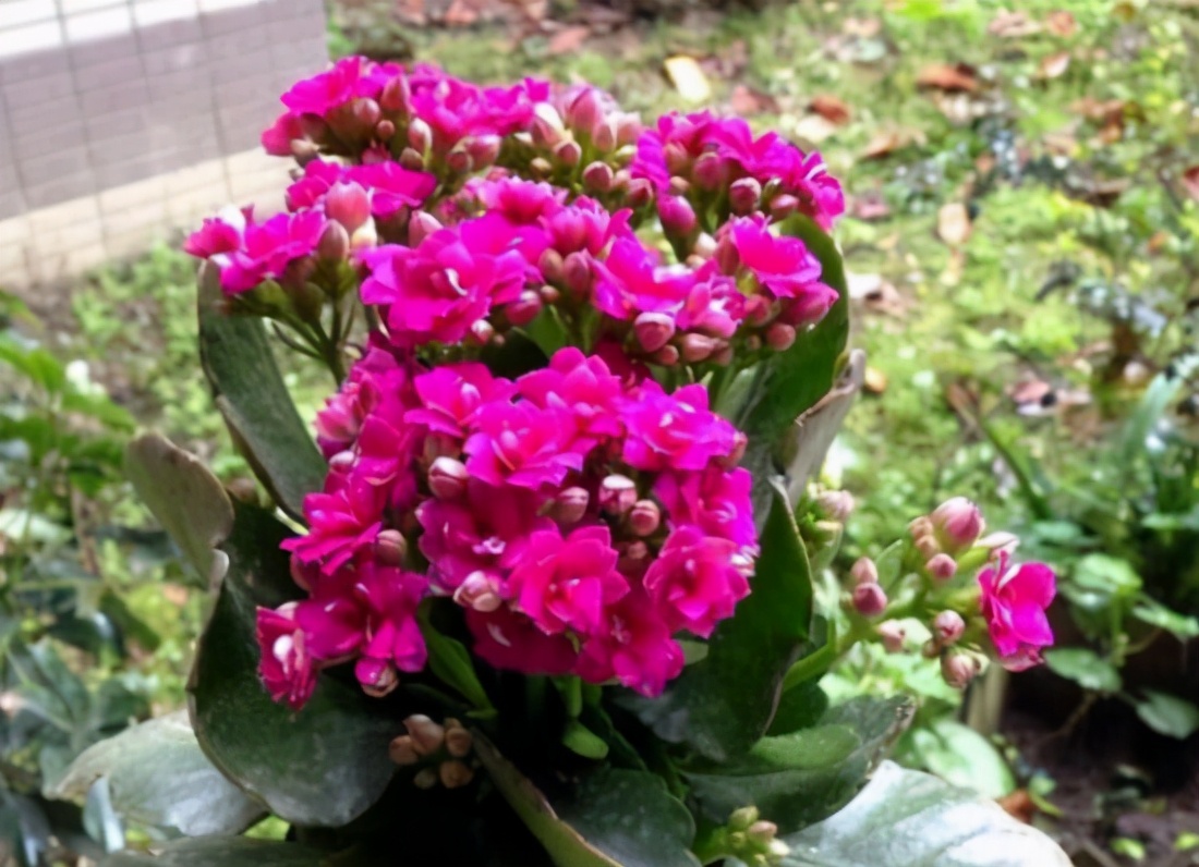 关于室内多肉长寿花,你知道如何养护吗? 关于室内多肉长寿花,你知道如何养护吗?