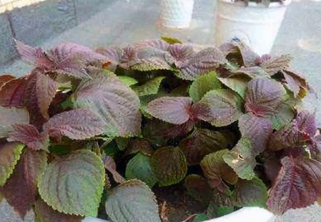 别总是养花了，回家栽几盆“野草”，药用价值很高，能让身体更棒