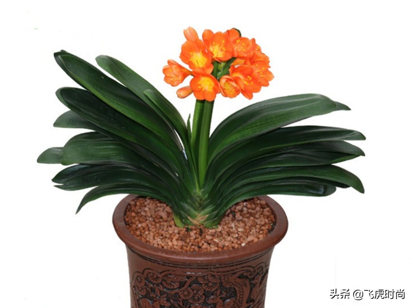 事实证明，给兰花和君子兰翻盆能做到三点，不仅长得好开花也多