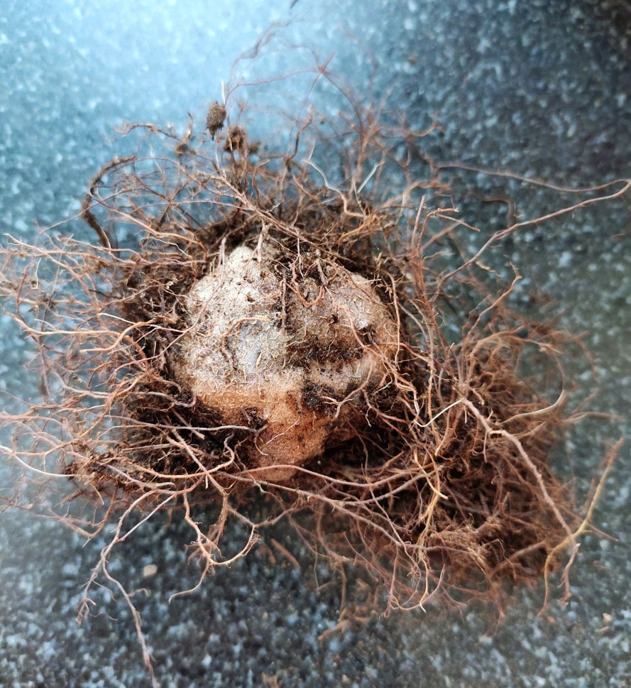 入手了一棵大岩桐土豆球，毛茸茸的种球，该怎么上盆快速发芽开花