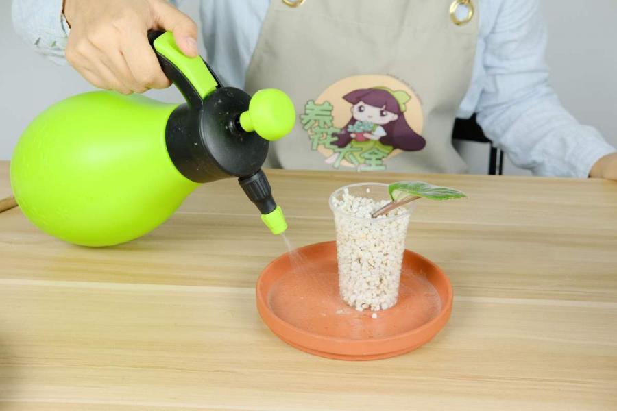 春夏之交，使用技巧来扦插，植物棵棵直冒花