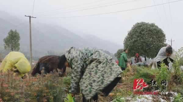 东安：苗圃开园早 苗商四面来
