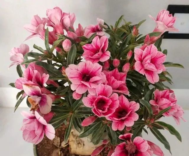 花草“三不送”，送了变仇人！究竟什么花不能送，应该送什么花