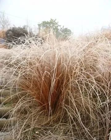 你该知道的【14种适宜北方种植的观赏草】