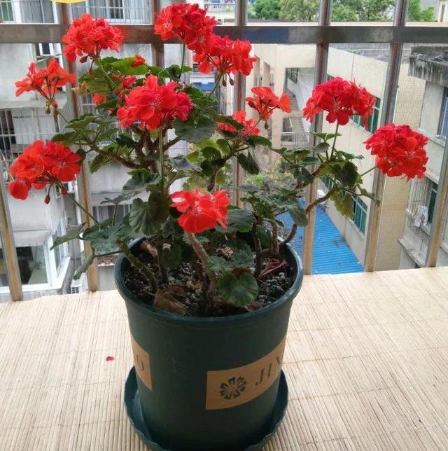 秋季“天竺葵”睡醒后，用“2种肥”换着喂，花期提前1个月