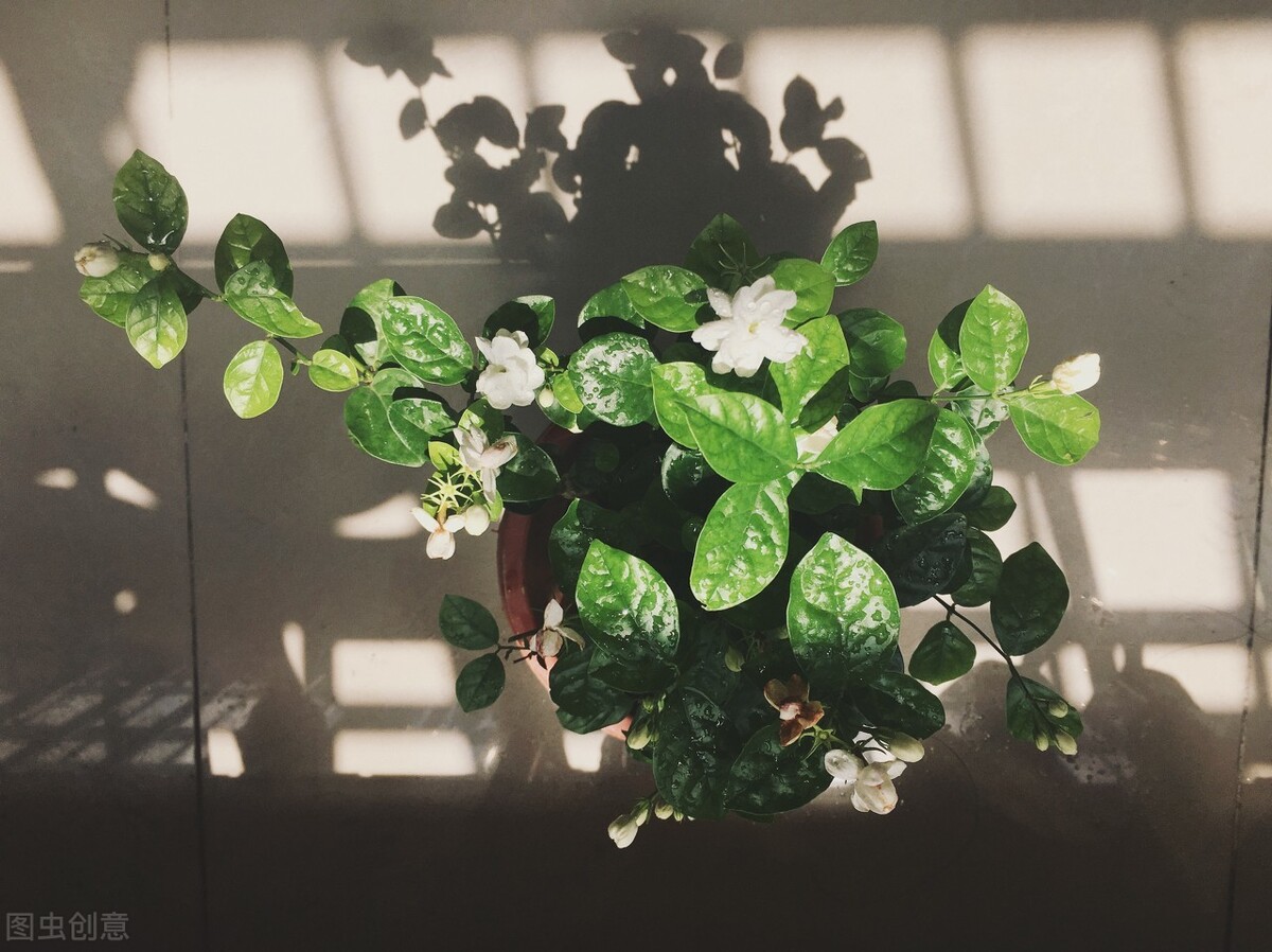 茉莉花休不休眠区别大，难怪开花没人家的多，原来问题出在休眠上
