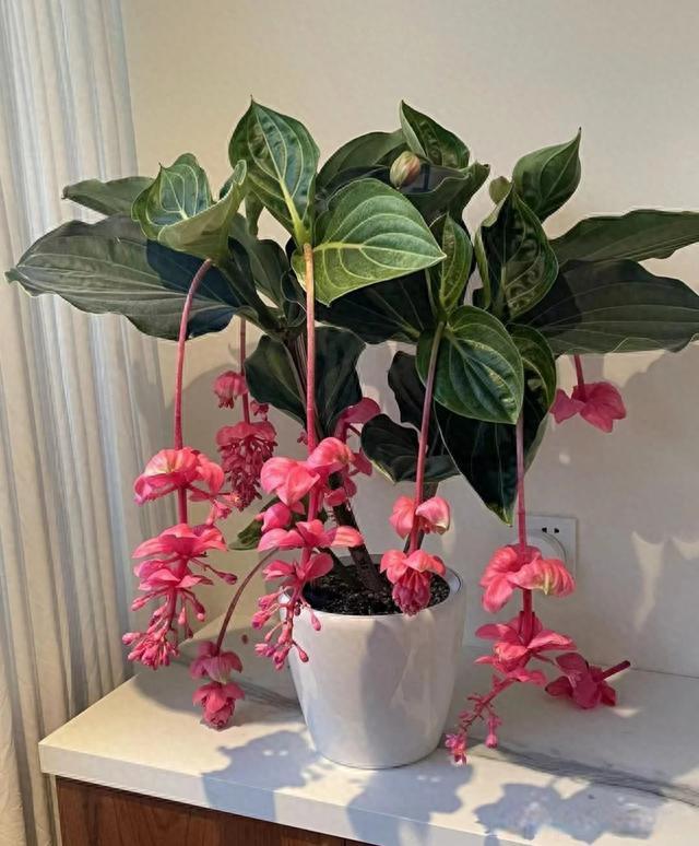 极品宝莲灯，花卉中的优雅王者，想养有品位的花，就种宝莲灯吧