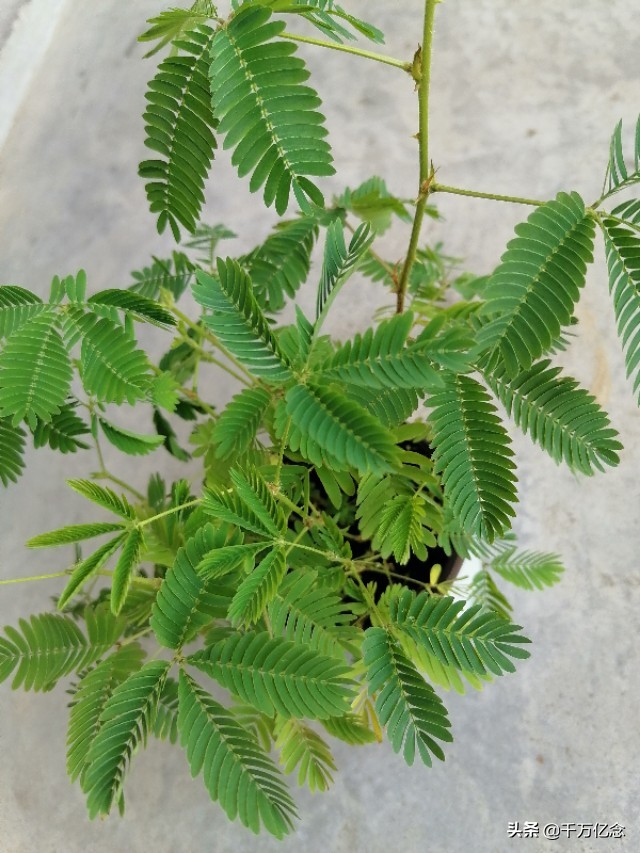 原来你是这样的含羞草！除了枝叶繁茂，还有粉红花球枝头俏