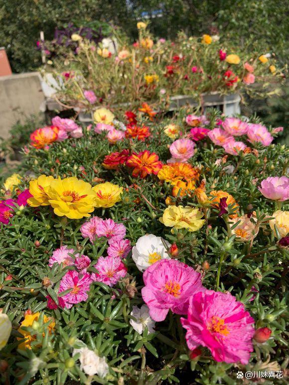 立秋后养太阳花，及时掌握4个要点，新芽长满盆，花开满枝头