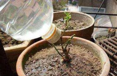 家养这3种懒人花，遇水就“疯长”！啥都不用管，自己蹭蹭往上窜