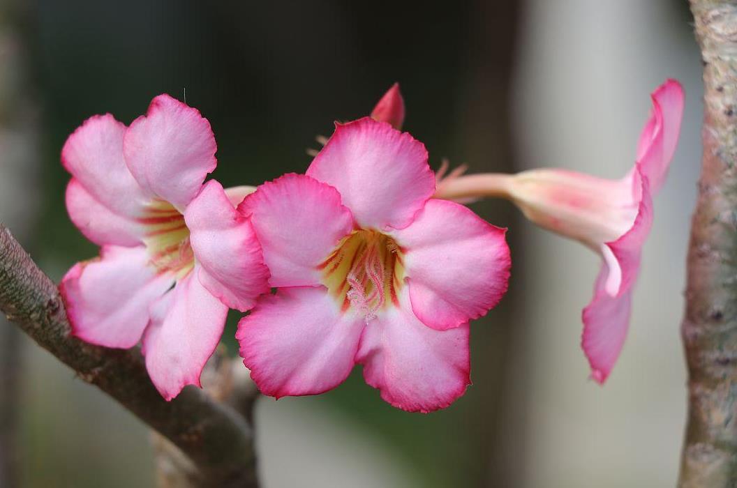 3种冬天掉叶的花，费力养不好，你遇到过吗？
