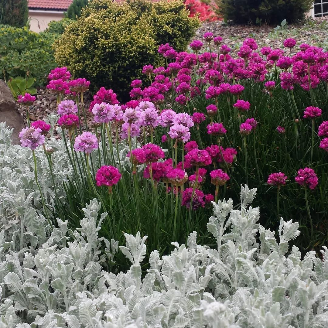 花园里的海石竹，轻轻松松就能长一大丛，种一次就能开爆