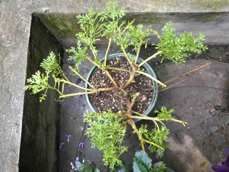 夏天给花“剃光头”，没想到花儿疯着长，猛开花