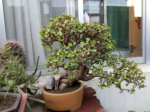 极难养死的4种花，太省心，丢阳台不管，轻松长爆盆