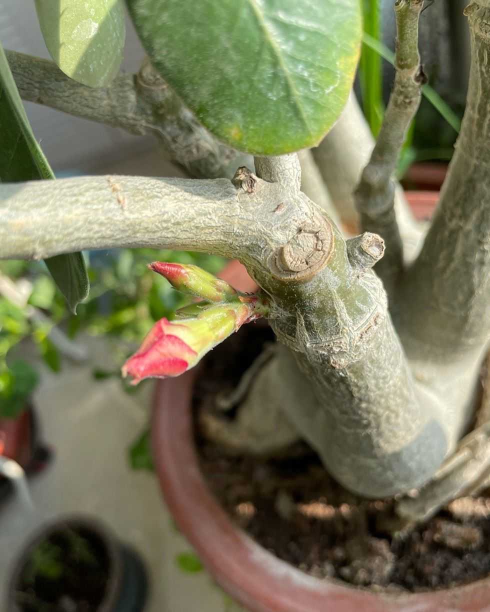 沙漠玫瑰怎么播种？这样做，发芽更快长势更好，顺利开花