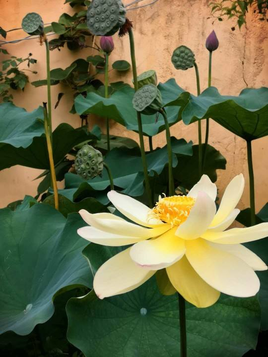 向往有个小院子，一年四季种种花，过“繁花似锦”的日子