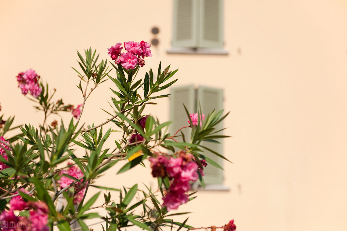 夹竹桃太高了，没有“气质”咋办？矮化有方法，4个要点要记牢