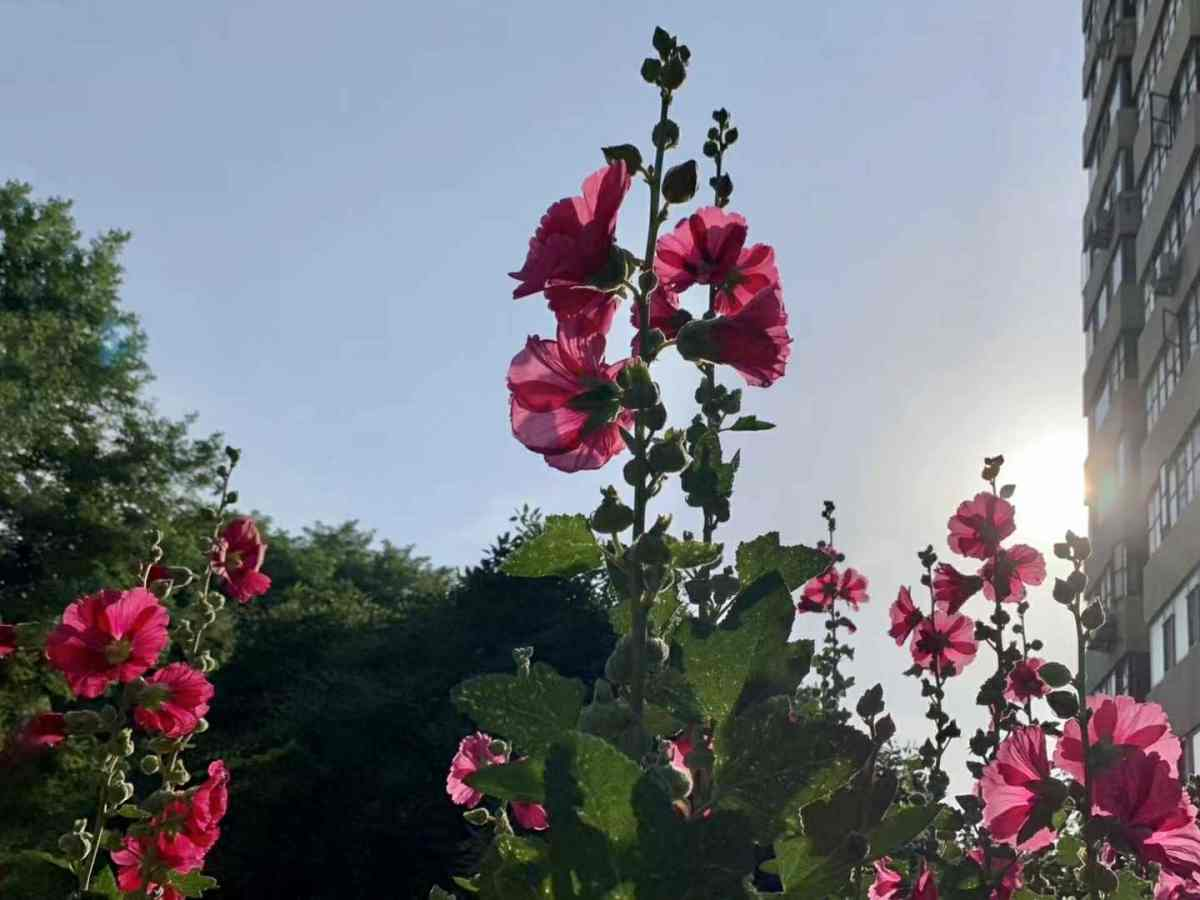 小时候菜地里常见的花，现在城里人当宝，价格还不便宜