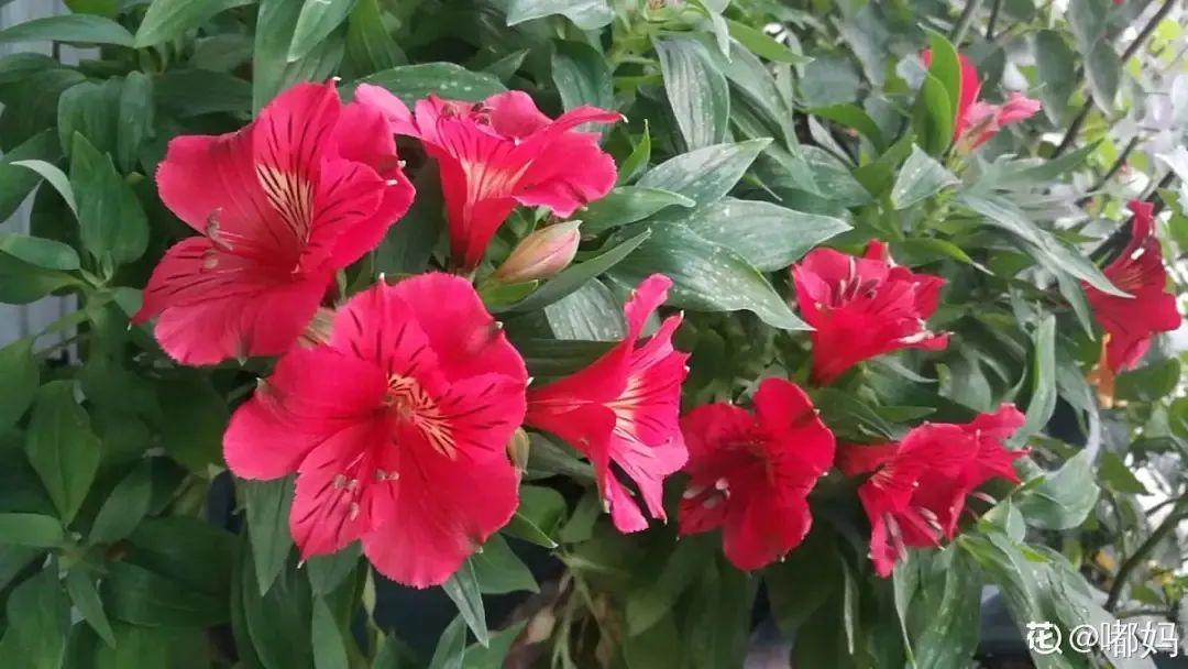 六出花耐旱好养，猛地一看像百合，花纹别致多彩