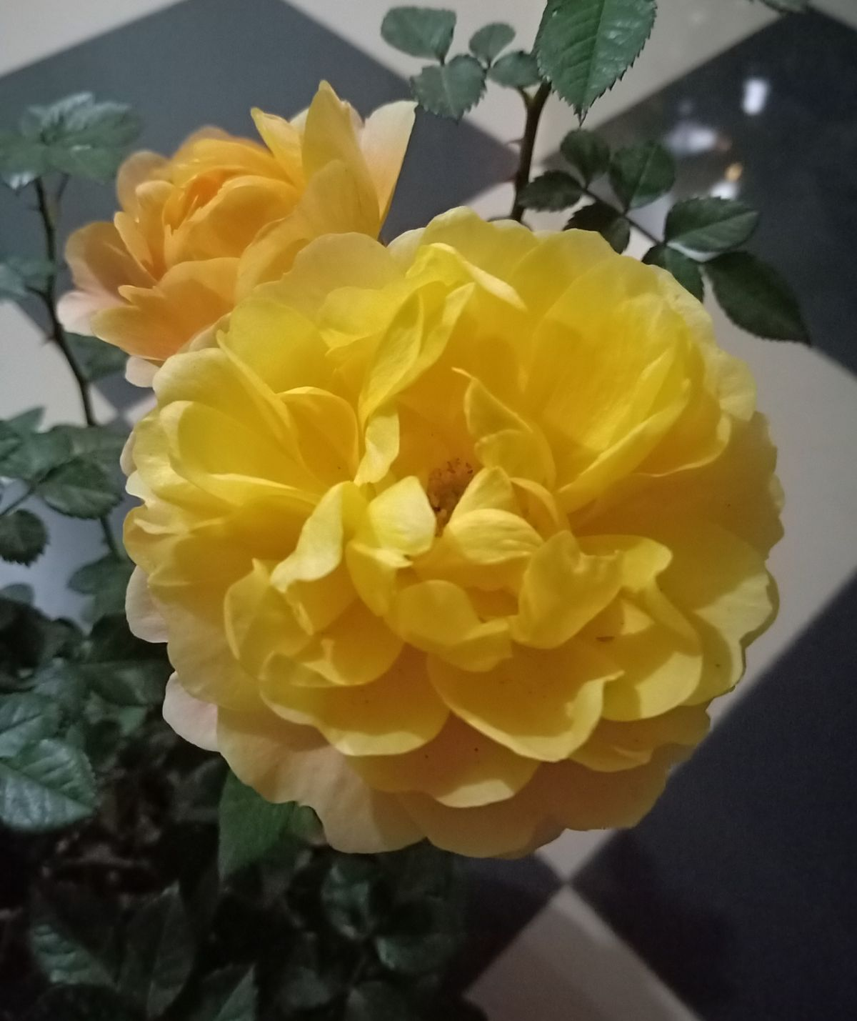 倒春寒来袭，养花5件事不能做，不然花熬不过去全死了