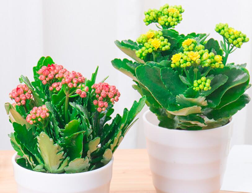 4种花，摆放在客厅，美观又大气