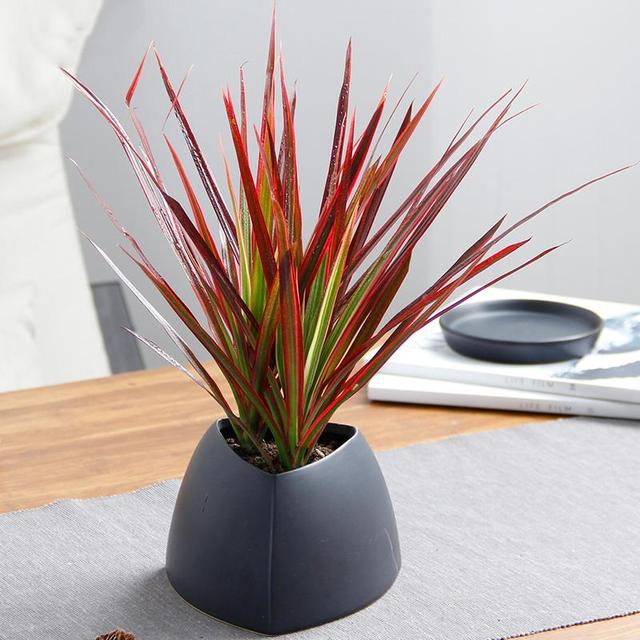 室内摆放花草，“4种”小盆栽，个个好养护，新手的福利