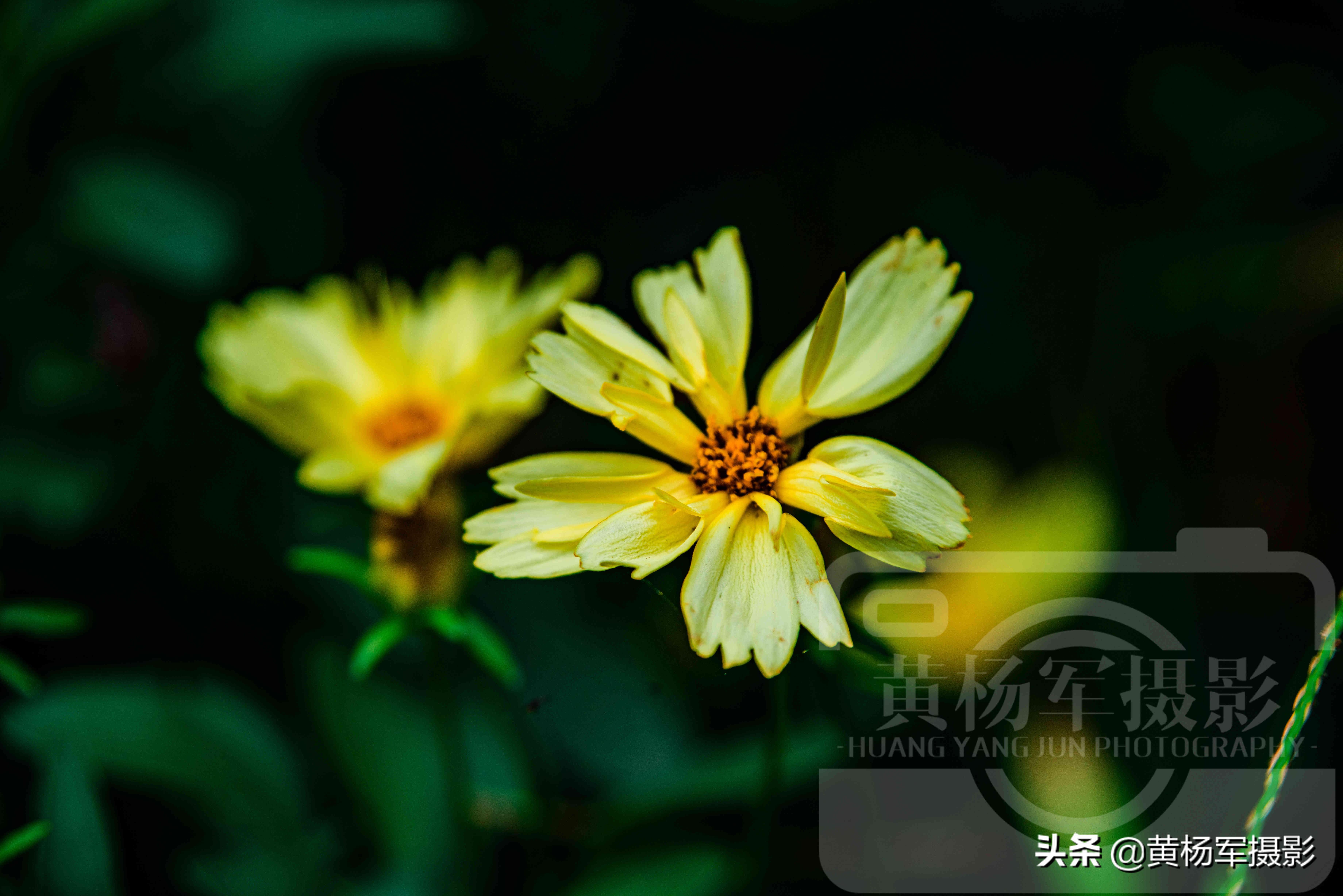 金鸡菊花娇艳盛开的美丽，九月娇美的花朵特别好看