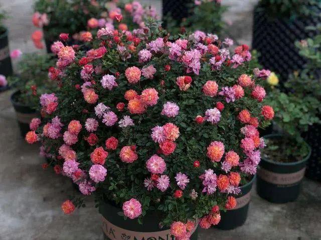 发现5种月季，无虫害、颜值高，一次开花上百朵，那叫一个“美”