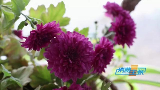 家里养花有啥讲究？这几点要注意