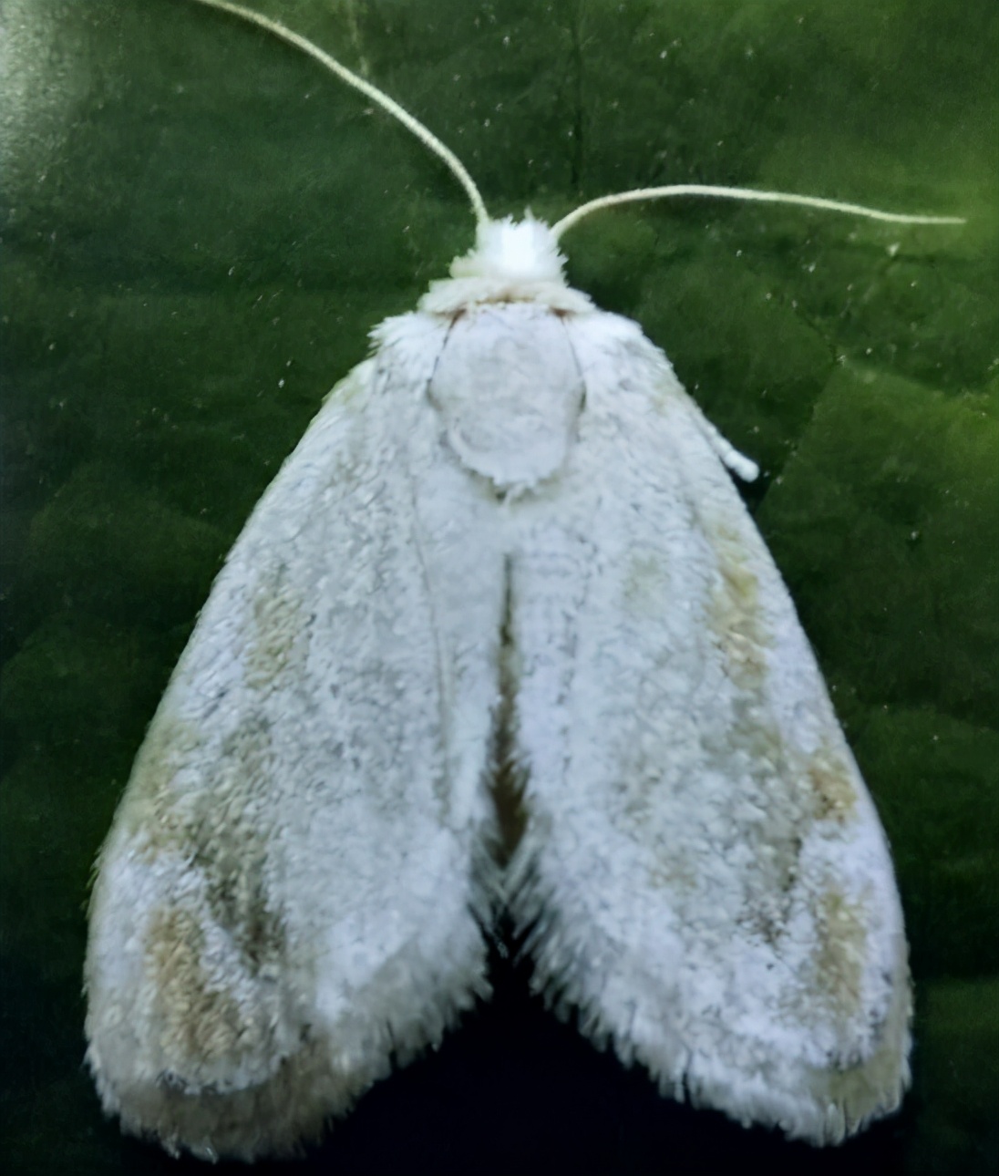 幼虫体态似小龟茧形似腰鼓白眉刺蛾