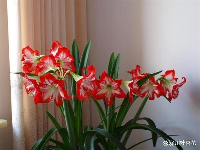 8月逛花市，3种花捡漏正当时，好养好看爱开花，能省不少钱