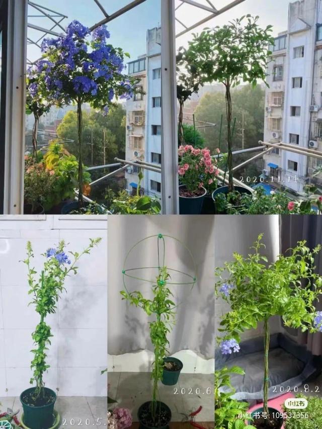 蓝雪花棒棒糖养成记！6个简单操作，打造一颗爆花的蓝色花球