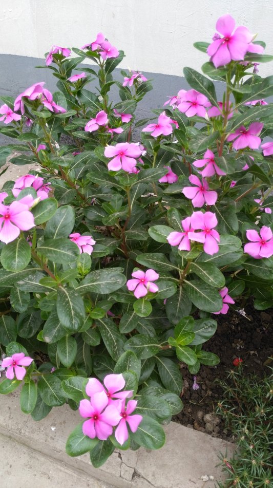 6种"劳模花",四季能开花,家里养一盆,赏花300天