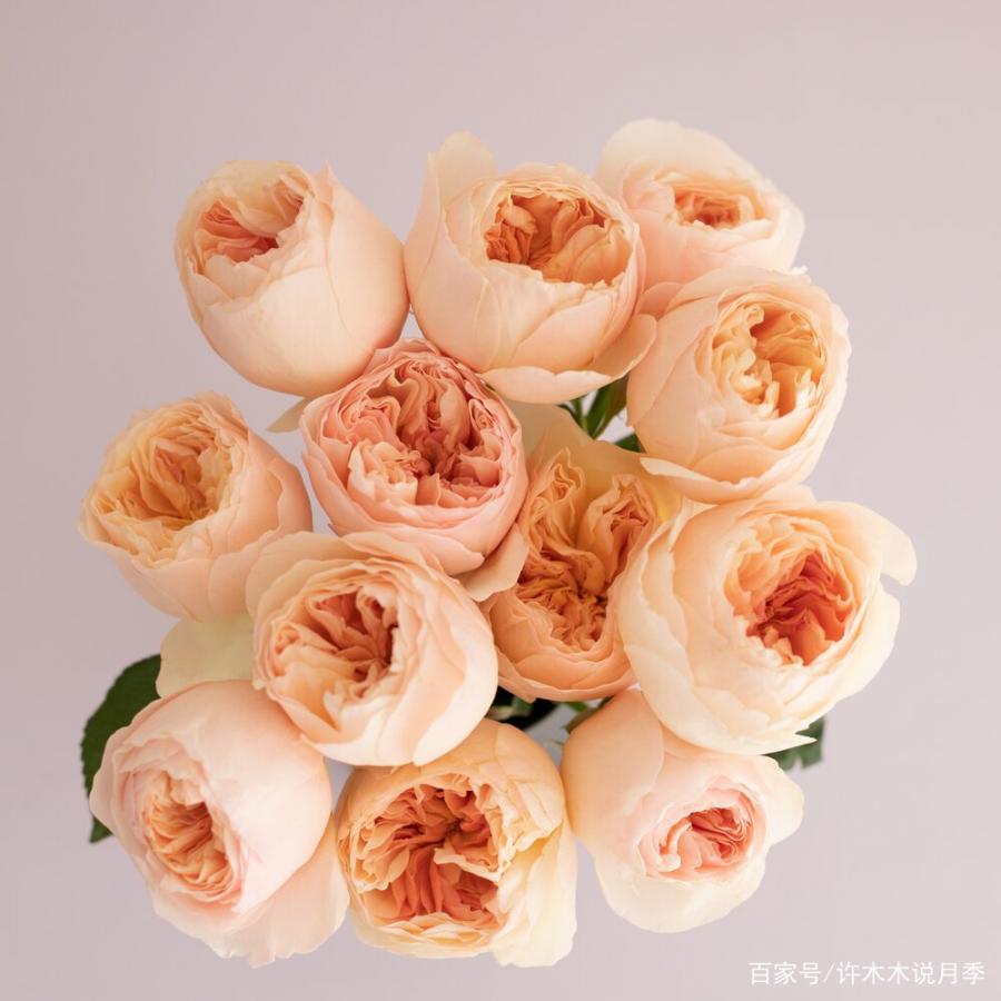 月季每个月都能开花吗?怎么才能让月季开更多花呢?月季爆花教程 月季每个月都能开花吗?怎么才能让月季开更多花呢?月季爆花教程